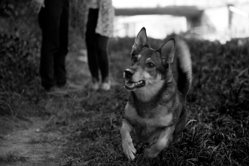 intime schwarz-weiß Paarfotos mit Hund in Wien Barbara Wenz Fotografie