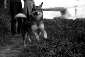intime schwarz-weiß Paarfotos mit Hund in Wien Barbara Wenz Fotografie