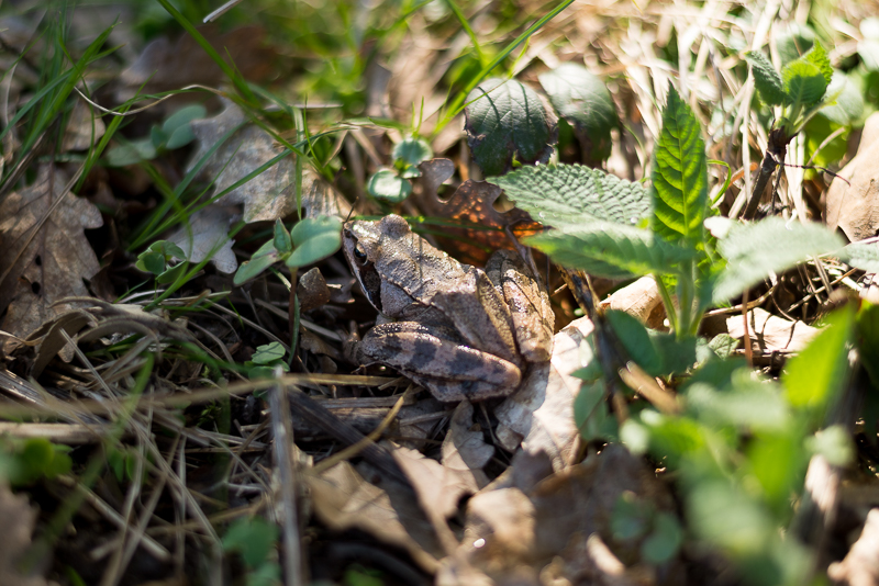 Natürliche entspannte Paarfotos im Wald Niederösterreich