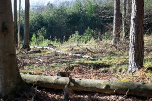 Natürliche entspannte Paarfotos im Wald Niederösterreich